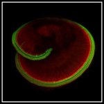 Study: Ending a 40-year quest, scientists reveal the identity of ‘hearing’ protein — (Details)