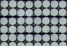 Research: Study of ants reveals the evolutionary benefits of group living —