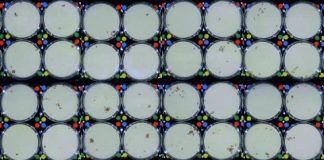 Research: Study of ants reveals the evolutionary benefits of group living —