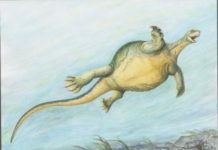 Research: 228-million-year-old fossil sheds light on how turtles evolved —
