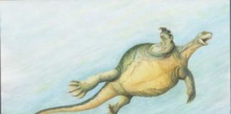 Research: 228-million-year-old fossil sheds light on how turtles evolved —