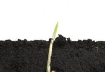 Research: Getting to the root of plant evolution —