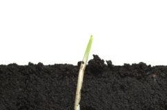 Research: Getting to the root of plant evolution —