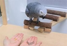 Research: If the birds can expect a larger profit in the future, they foregoe their desire for immediate reward —