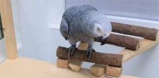 Research: If the birds can expect a larger profit in the future, they foregoe their desire for immediate reward —