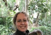 Research: Want to know what ancient koalas ate? Check modern koalas’ teeth —