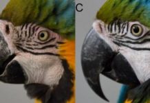 Research: Facial feathers and blushing may signal positive social interactions —
