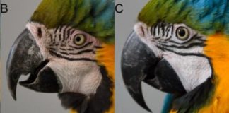 Research: Facial feathers and blushing may signal positive social interactions —