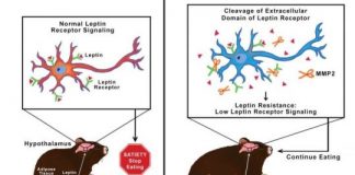 Research: A destructive mechanism that blocks the brain from knowing when to stop eating —