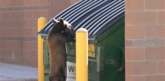 Research: Researchers apply social and ecological theory to understand human/black bear conflicts in Colorado —