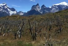 Research: Reasons for massive fires in south-central Chile —