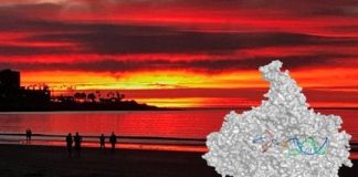 Study: How enzyme detects ultraviolet light damage — (Details)