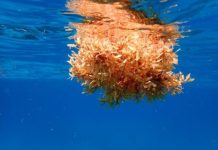 Research: Tracking Sargassum’s ocean path could help predict coastal inundation events —