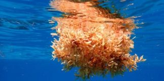 Research: Tracking Sargassum’s ocean path could help predict coastal inundation events —