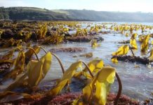 Research: Kelp forests function differently in warming ocean —