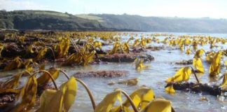 Research: Kelp forests function differently in warming ocean —