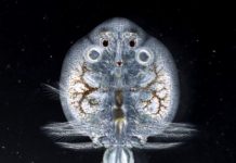 Research: Fish lice could be early indicators of metal pollution in freshwater —