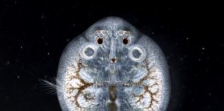 Research: Fish lice could be early indicators of metal pollution in freshwater —