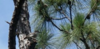 Research: Bird feared extinct rediscovered in the Bahamas —