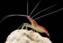 Research: Shrimp heal injured fish —