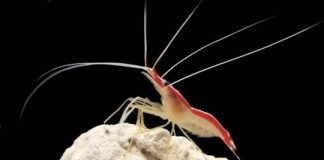 Research: Shrimp heal injured fish —