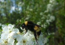 Research: Clues show that their immune genes are under selection, pointing to disease as a likely cause for the decline —