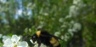 Research: Clues show that their immune genes are under selection, pointing to disease as a likely cause for the decline —