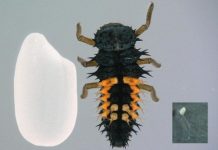 Research: Cryopreserving ladybird beetle ovaries —