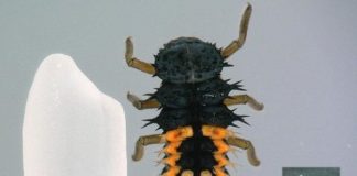 Research: Cryopreserving ladybird beetle ovaries —