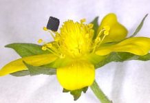 Tech: Novel process to 3-D print interconnected layers of 2-D graphene — (Report)