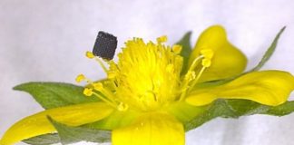 Tech: Novel process to 3-D print interconnected layers of 2-D graphene — (Report)