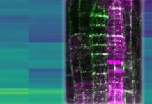 Research: Secrets of plant development unlocked —