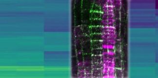 Research: Secrets of plant development unlocked —