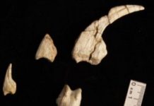 Research: Fossils shed light on the incremental evolution of insect-eating dinosaurs —