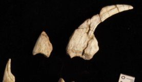 Research: Fossils shed light on the incremental evolution of insect-eating dinosaurs —