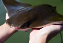 Research: Summer and winter habitats pinned down in longest cownose ray migration study on Atlantic —
