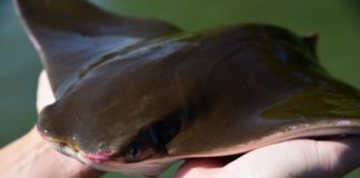Research: Summer and winter habitats pinned down in longest cownose ray migration study on Atlantic —