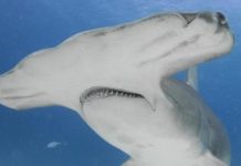 Research: Important implications for shark protection from longline fishing activities —