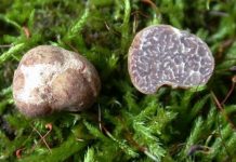 Research: Two new truffle species discovered in Florida pecan orchards —