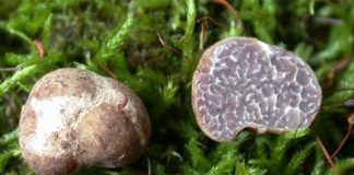 Research: Two new truffle species discovered in Florida pecan orchards —