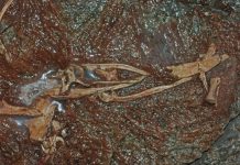 Research: Discovery fills in missing link in evolutionary transition of the alvarezsaurs —