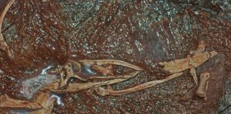 Research: Discovery fills in missing link in evolutionary transition of the alvarezsaurs —