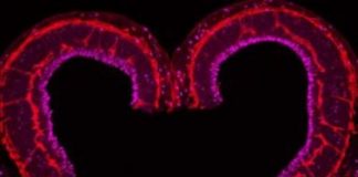 Study: Neurovascular communication in the brain — (Details)