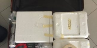 Research: Genome sequencing sheds light on yellow fever outbreak in Brazil —