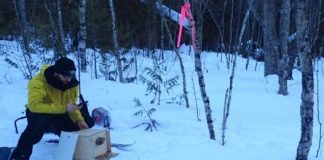 Research: Martens recolonized Isle Royale in the ’90s, showing island’s dynamism —