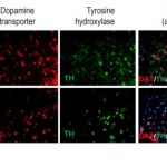Study: New cell surface markers — (Details)