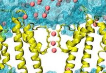 Research: New channel-gating mechanism discovered —