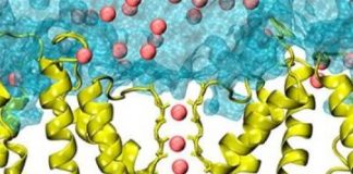 Research: New channel-gating mechanism discovered —