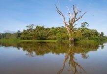 Research: Tree species richness in Amazonian wetlands is three times greater than expected —