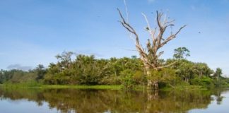 Research: Tree species richness in Amazonian wetlands is three times greater than expected —